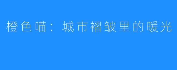 橙色喵：城市褶皱里的暖光